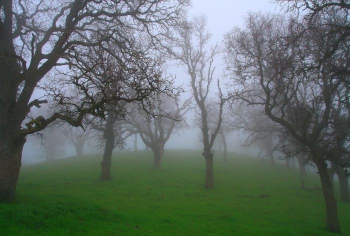 Fog Forests