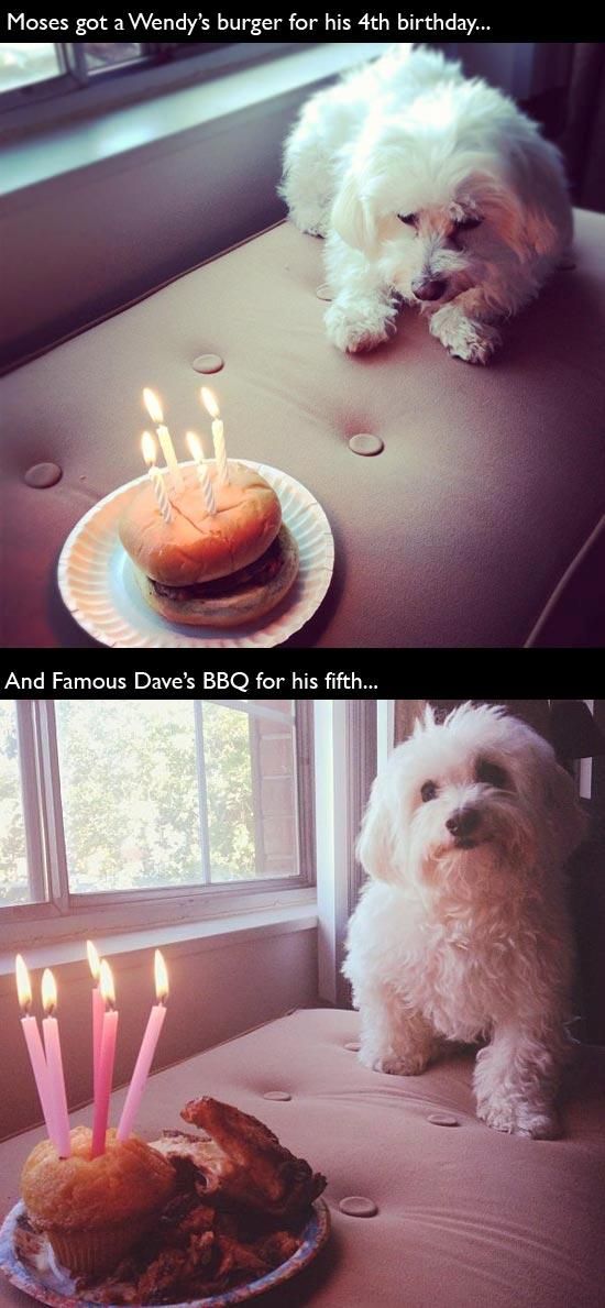 Animal Birthdays
