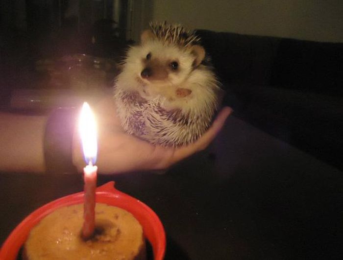 Animal Birthdays
