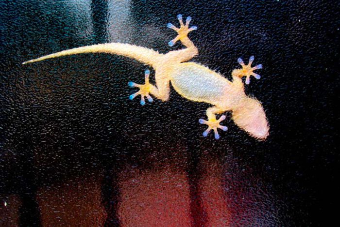 McFly's Daily Photo Flop