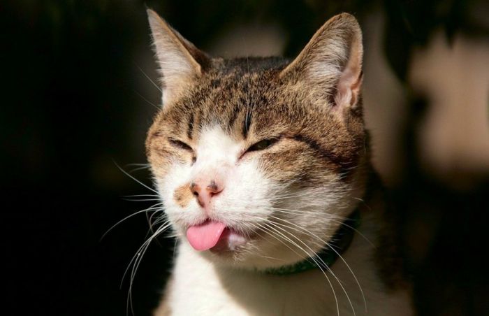 McFly's Daily Photo Flop