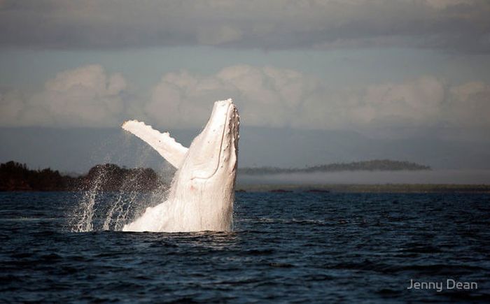 An Albino Humpback Whale