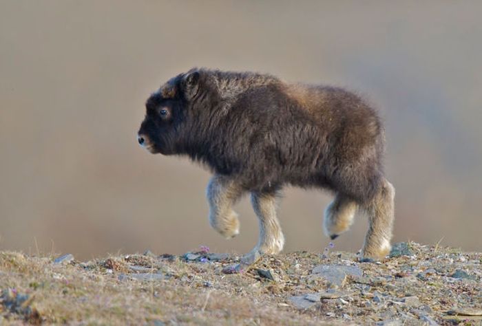 Look At This Baby Musk Ox
