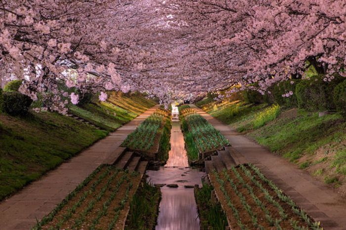 Yokohama Cherry Blossoms In Bloom