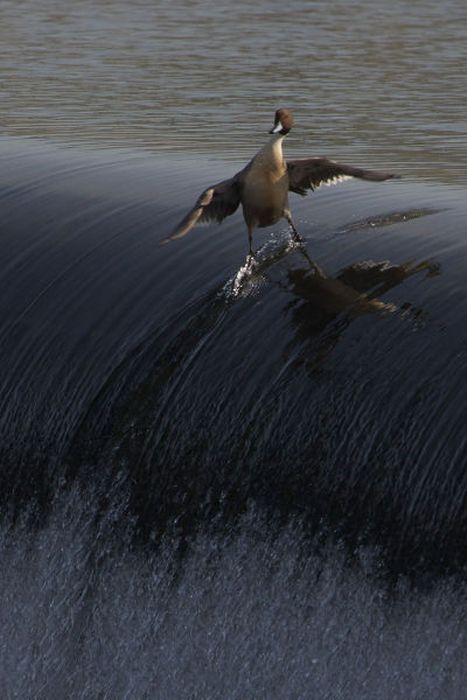 COOLEST. DUCK. EVER.