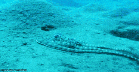 A mimic octopus stops mimicking the ocean floor