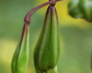 Seed pods exploding