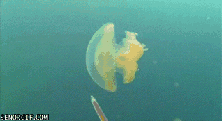 Tracking a jellyfishs movements with green dye