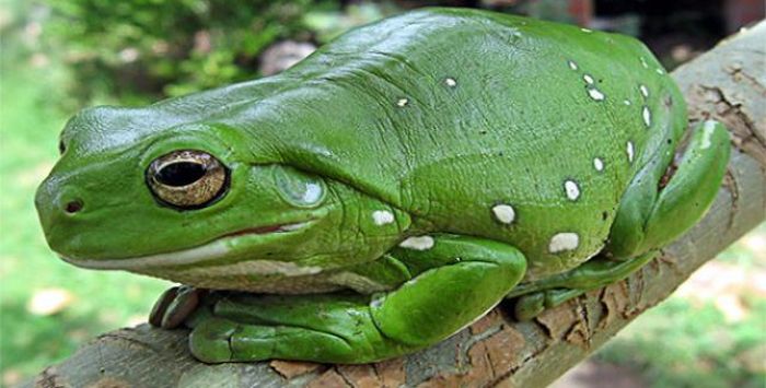 Frogs can't swallow without blinking because their eyeballs help push food into their stomachs