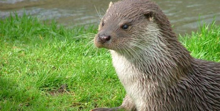 Humans have 100,000 hairs on their heads while Otters have 160,000 per sq cm