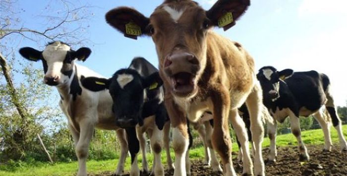 Cows produce nearly 140 liters of dung daily