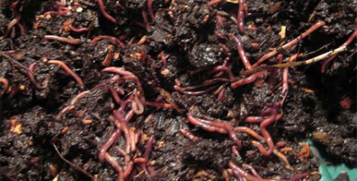 In one square meter of dirt there can be up to 200 worms