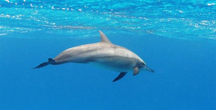 Dolphins can call each other by name