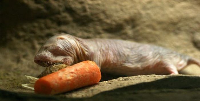 The naked mole rat is immune to cancer and can live with almost no oxygen