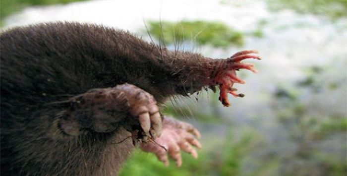 The star nosed mole is the fastest eater in the world