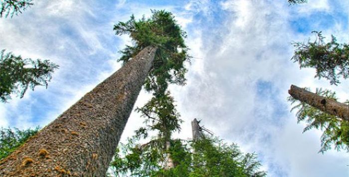 Due to gravity the theoretical maximum height of a tree is 130 meters