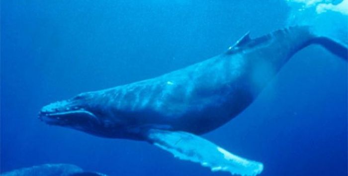 The mouth of a blue whale can hold its own body weight in water