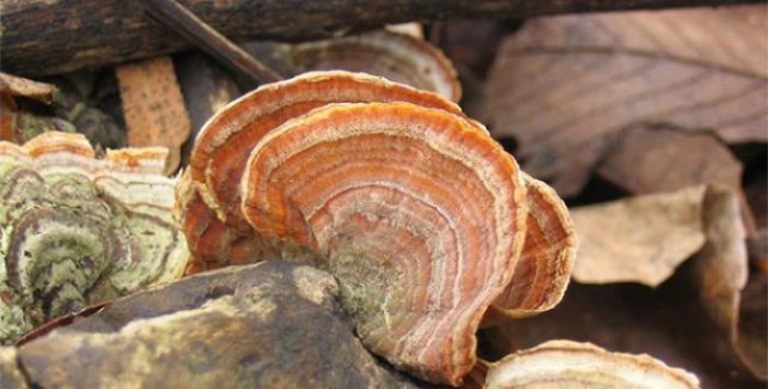 The largest living thing is a fungus in Oregon that covers 10 sq km