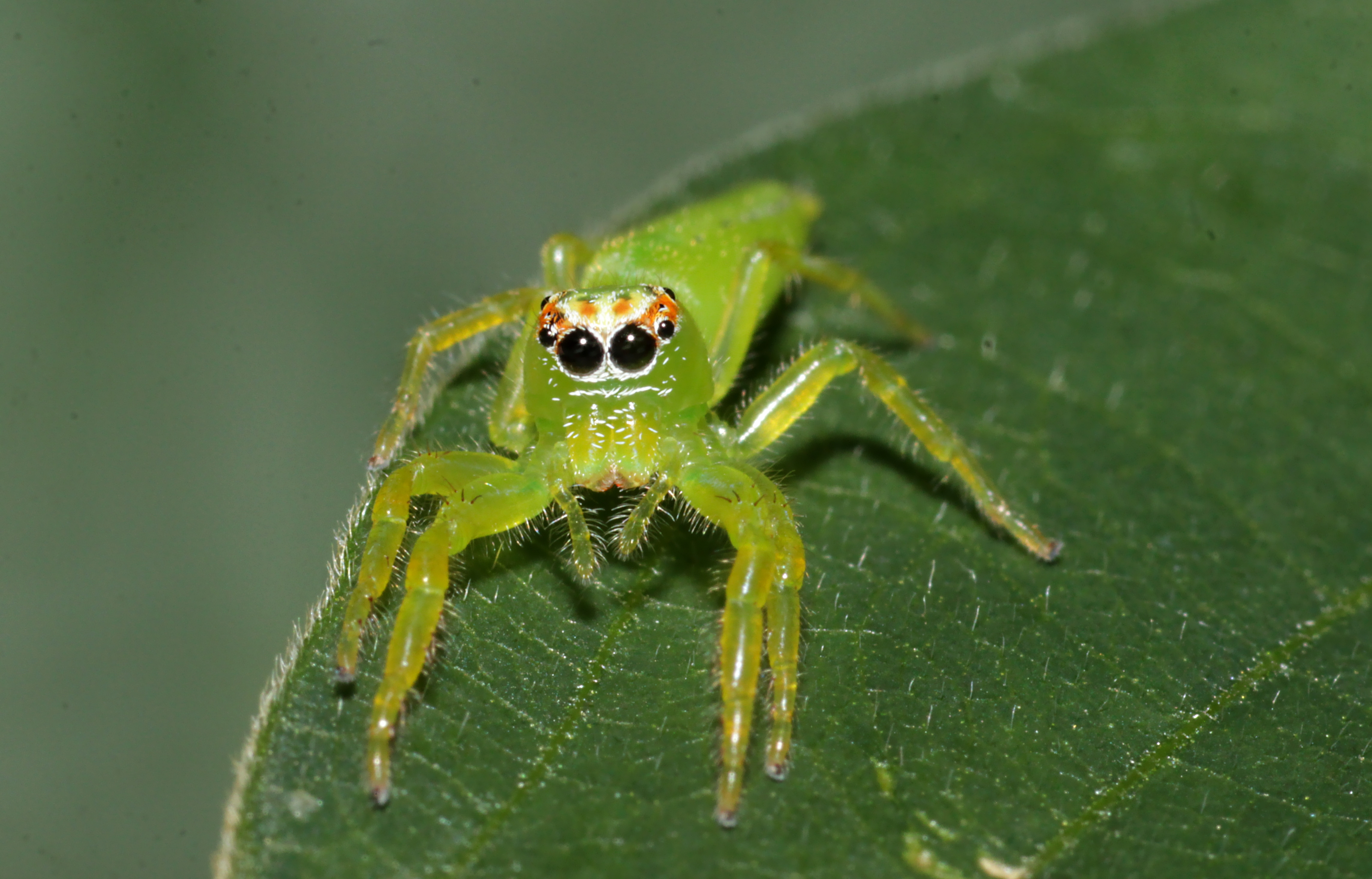 Female northern green jumping spider