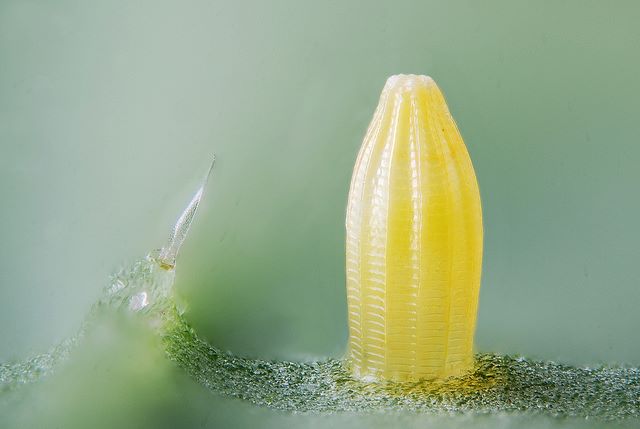 Butterfly egg on a leaf