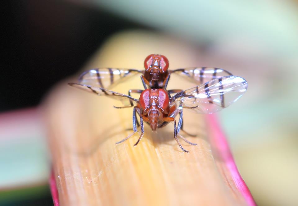 My last fly porn pic got removed, heres another one for you sick puppies