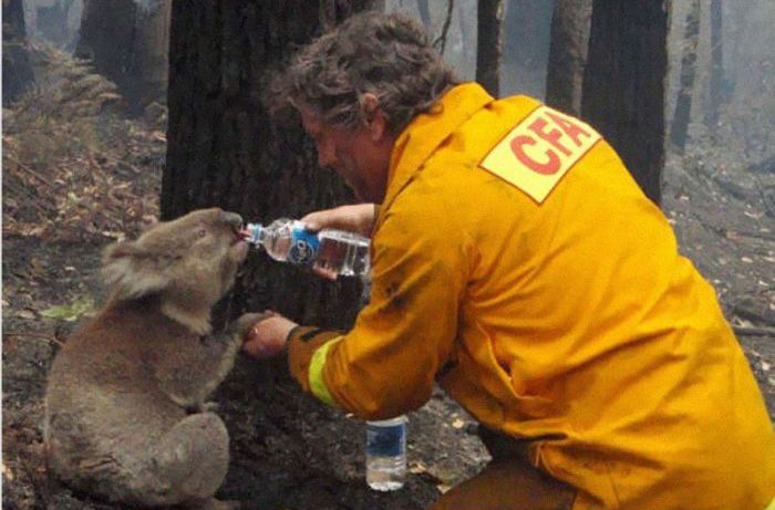 A firefighter gives water to a koala during the devastating Black Saturday bushfires in Victoria, Australia, in 2009