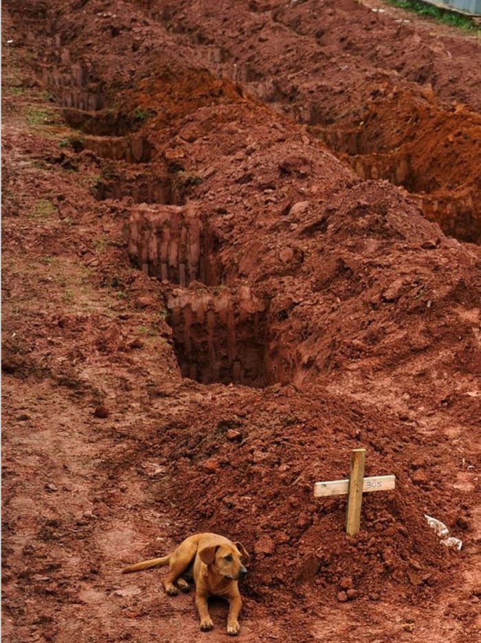 A dog named Leao sits for a second consecutive day at the grave of her owner, who died in the disastrous landslides near Rio de Janiero in 2011.