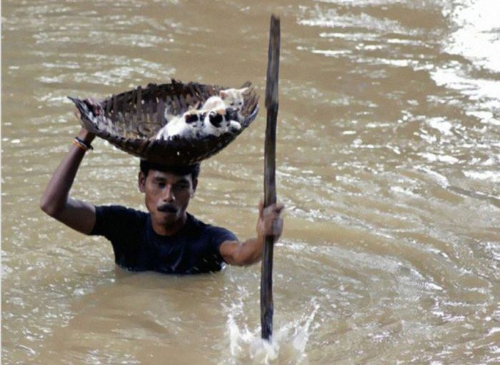 During massive floods in Cuttack City, India, in 2011, a heroic villager saved numerous stray cats by carrying them with a basket balanced on his head