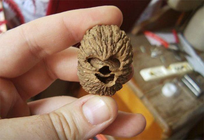 walnut looks like chewbacca
