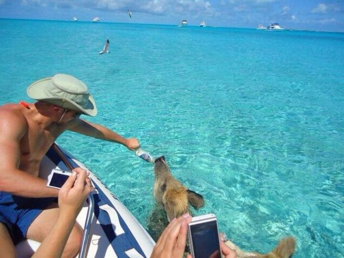 McFly's Daily Photo Flop