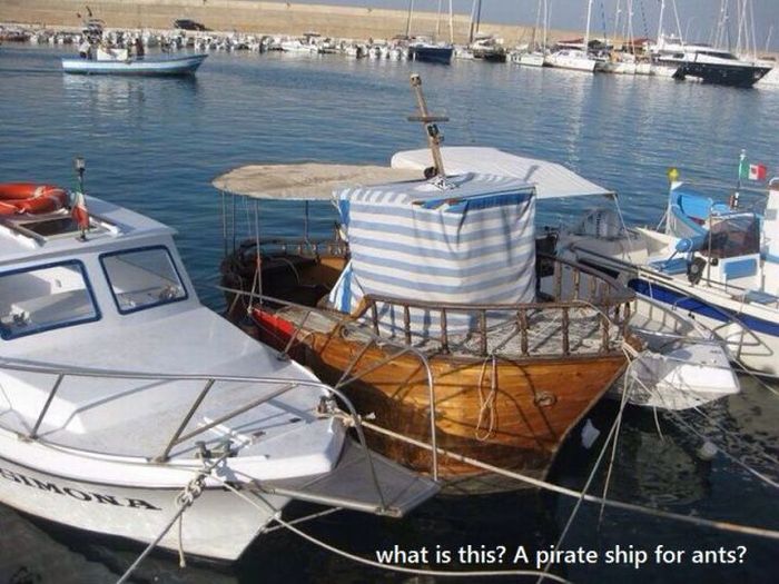 McFly's Daily Photo Flop