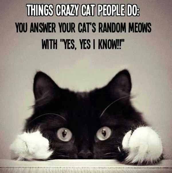 Funny Cat Pictures