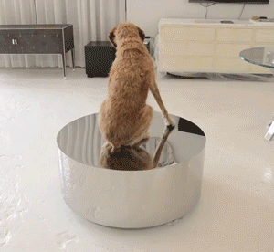 Daily Gif Flop