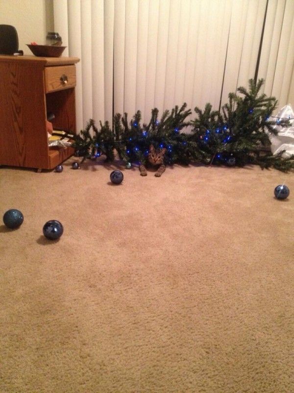 McFly's Daily Photo Flop