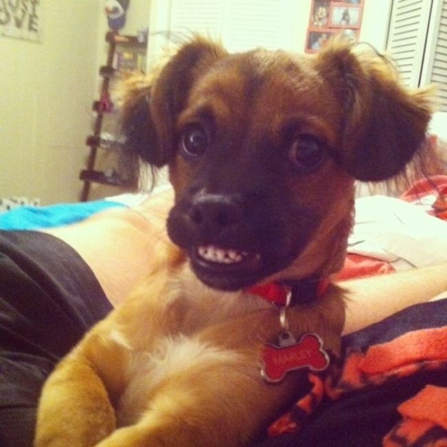 The Most Awkward Dog Photos