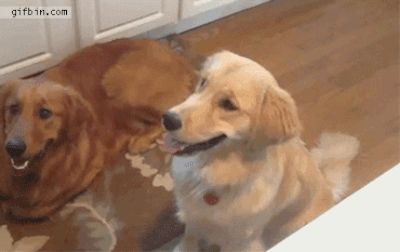 The Most Awkward Dog Photos