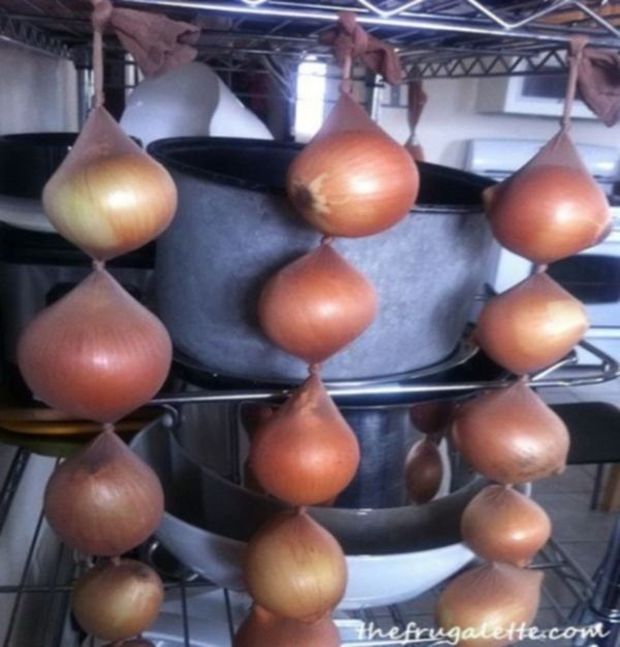 Onions stored in tights will last as long as 8 months