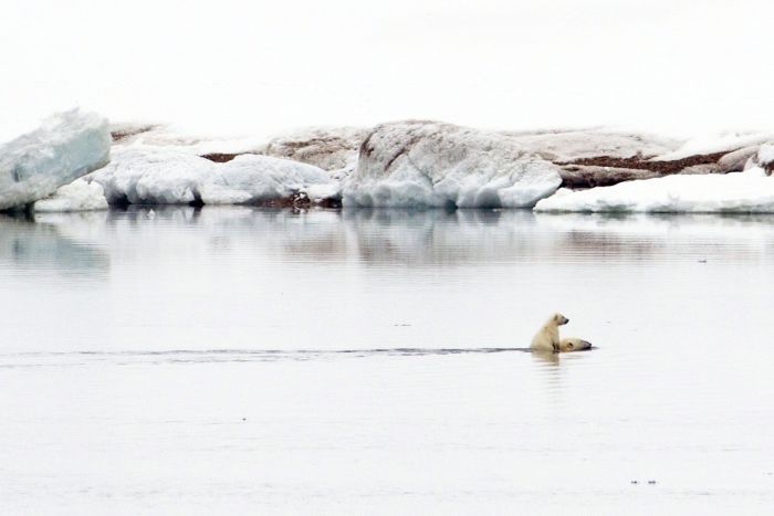Polar bear cub riding its mother