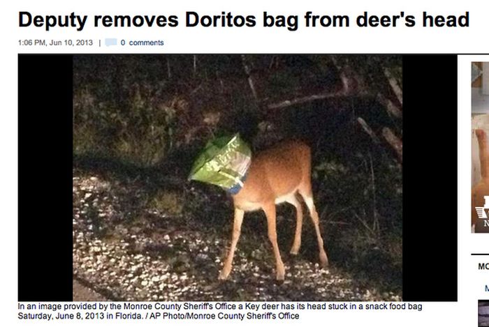 only in florida - Deputy removes Doritos bag from deer's head , | 0 Mc In an image provided by the Monroe County Sheriff's Office a key deer has its head stuck in a snack food bag Saturday, in Florida. Ap PhotoMonroe County Sheriff's Office