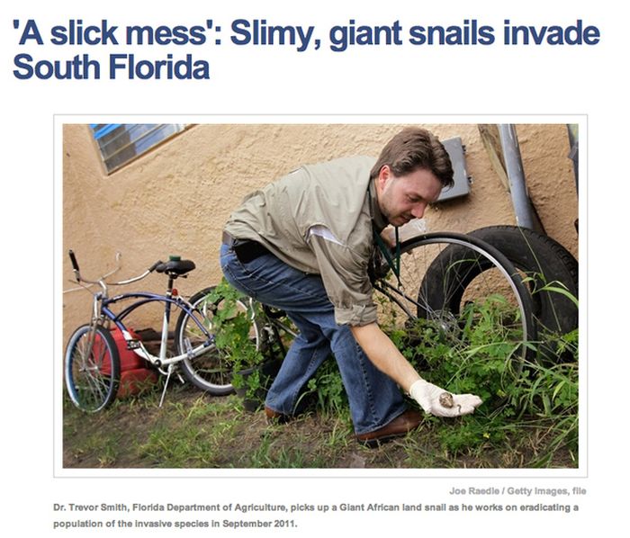 Florida - 'A slick mess' Slimy, giant snails invade South Florida Joe Radio Getty Images, file Dr. Trevor Smith, Florida Department of Agriculturo, pleks up a Glant African land snail as he works on eradicating a population of the invasive species in .