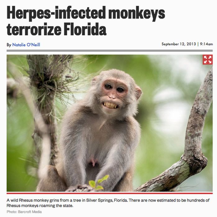 florida herpes monkeys - Herpesinfected monkeys terrorize Florida By Natalie O'Neill am A wild Rhesus monkey grins from a tree in Silver Springs, Florida. There are now estimated to be hundreds of Rhesus monkeys roaming the state. Photo Barcroft Media
