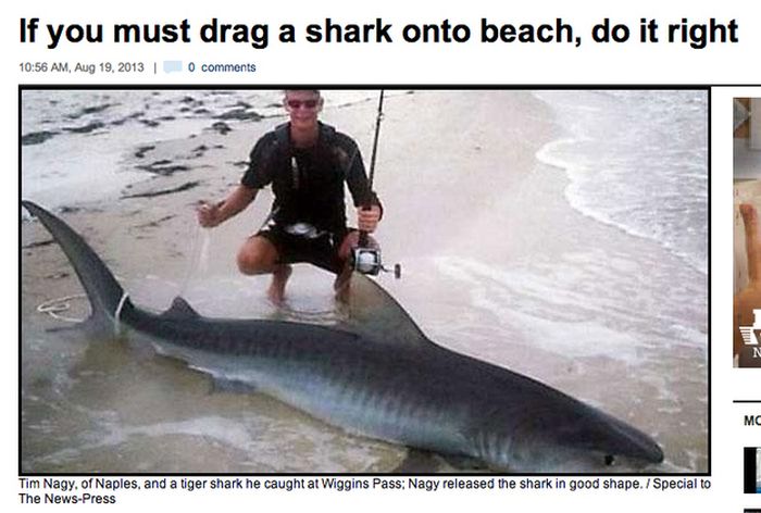 fishing - If you must drag a shark onto beach, do it right , 0 Tim Nagy, of Naples, and a tiger shark he caught at Wiggins Pass Nagy released the shark in good shape. Special to The NewsPress