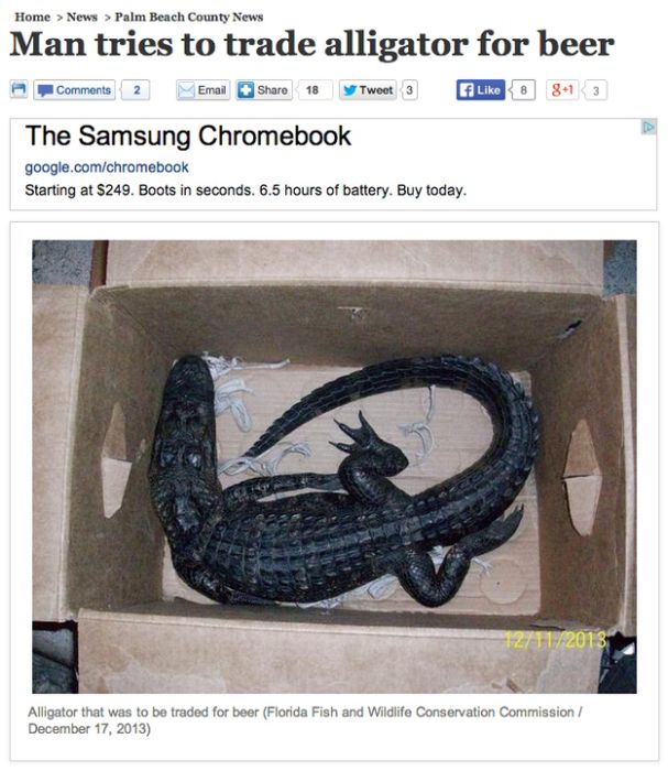 florida man alligator - Home > News > Palm Beach County News Man tries to trade alligator for beer 2 Email 18 y Twout 3 Fi 813 The Samsung Chromebook google.comchromebook Starting at $249. Boots in seconds. 6.5 hours of battery. Buy today. 127712018 Allig