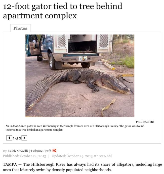 vehicle - 12foot gator tied to tree behind apartment complex Photos Phil. Walters An 11foot6inch gator is seen Wednesday in the Temple Terrace area of Hillsborough County. The gator was found tethered to a tree behind an apartment complex. 1 of 3 By Keith