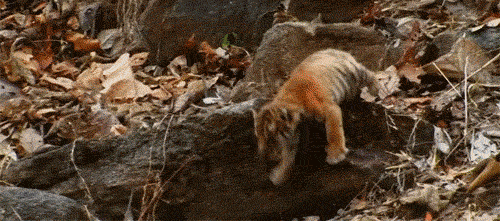 McFly's Daily Gif Flop