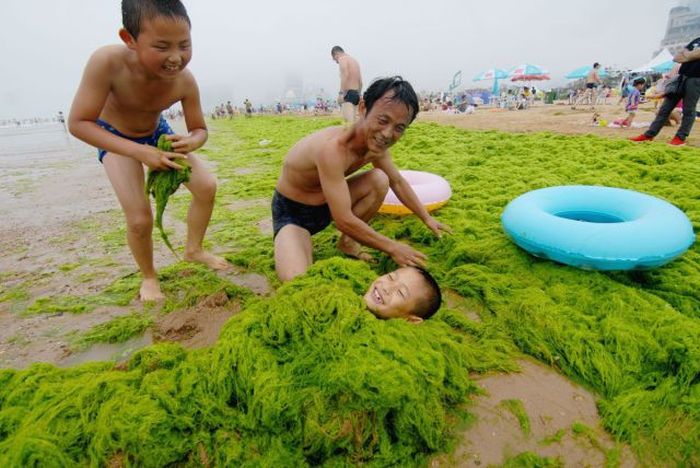 A man buries his son in green algae at a beach in Qingdao, China. A large quantity of non-poisonous green seaweed, enteromorpha prolifera, hit the Qingdao coast in recent days. Since June 8, more than 50,000 tons of such seaweed has been removed from the city's beaches