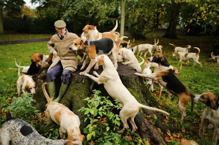 Huntsman Andrew German of The Cheshire Forest Hunt exercises his hounds in the autumnal countryside in preparation for the start of the new hunting season in Knutsford, United Kingdom. The hunting season traditionally starts near to November 1st. Although a ban on hunting has been in force since February 2005 many supporters of fox hunting are continuing to call for a repeal of the ban, saying the current law is hard to interpret and enforce.