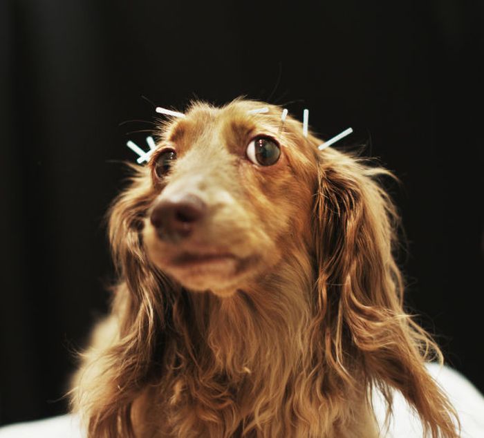 Chocolate, a miniature dachshund receives acupuncture therapy to help with lumbar disk herniation, at the Marina Street Okada animal hospital in Tokyo Japan.