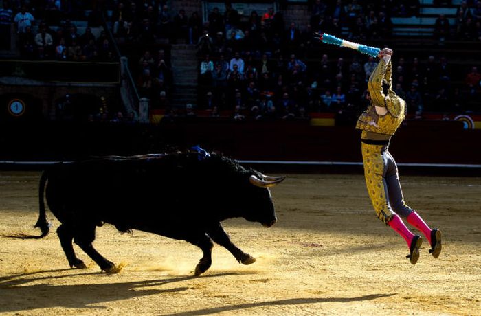 Bullfighter Juan Jose Padill performs during a bullfight as part of the Las Fallas Festival in Valencia, Spain. The Fallas festival celebrates the arrival of spring with fireworks, fiestas and bonfires made from large ninots puppets.