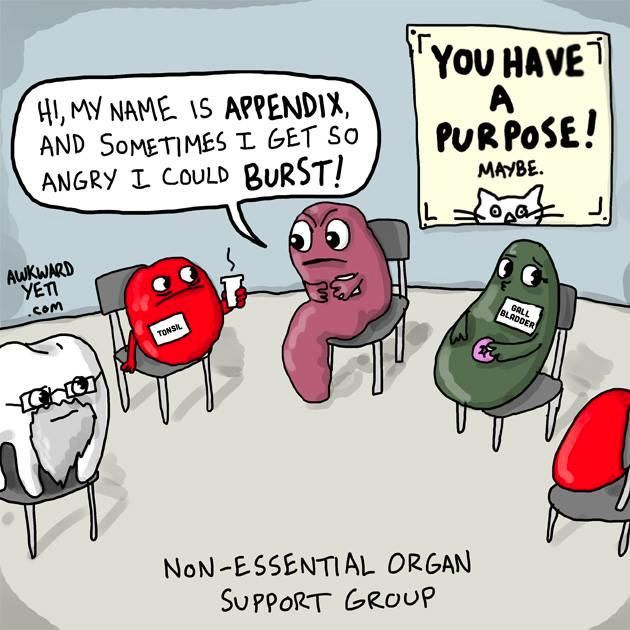 non essential organ support group - Hi, My Name Is Appendix, And Sometimes I Get So Angry I Could Burst! You HAVE1 Purpose! Maybe. Awkward Yeti .com Gall Bladder Tonsil NonEssential Organ Support Group
